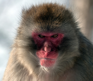 Image result for angry monkey